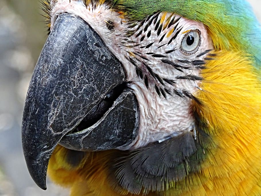 yellow macaw, ara, bird, parrot, colorful, side, detail, tongue, HD wallpaper