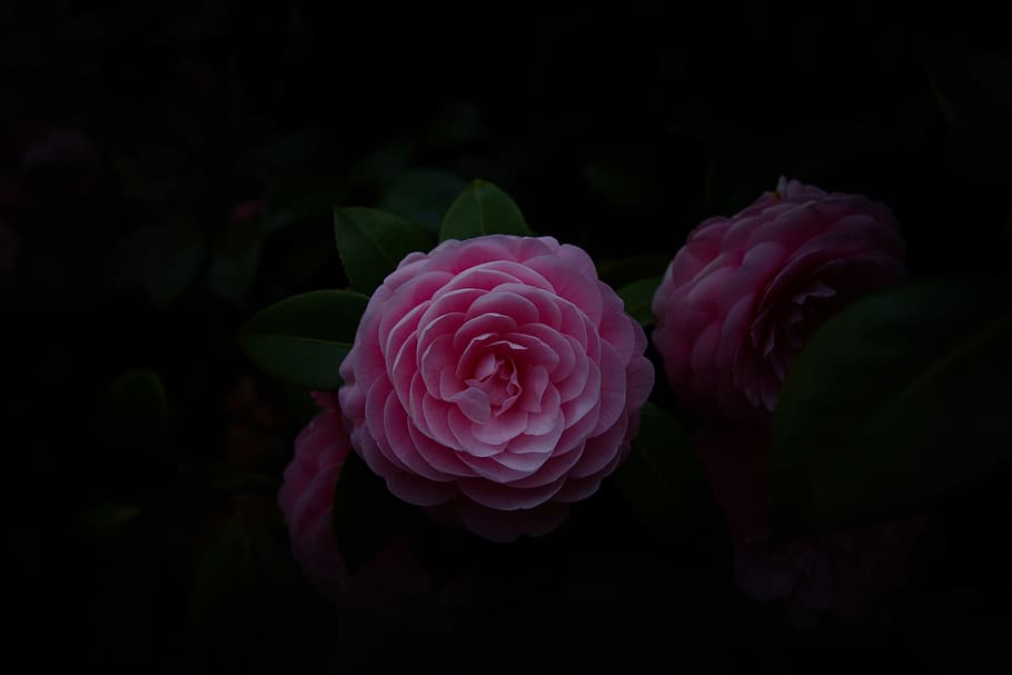 two pink roses, beauty in nature, flower, flowering plant, petal HD wallpaper
