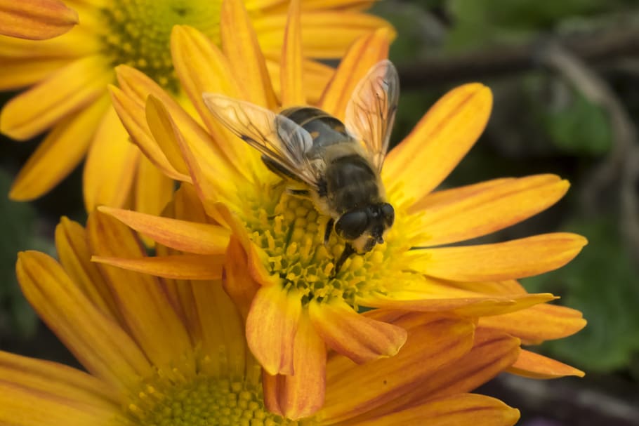 macro, bee, flower, chrysanthemum, insect, pollen, wings, nature HD wallpaper