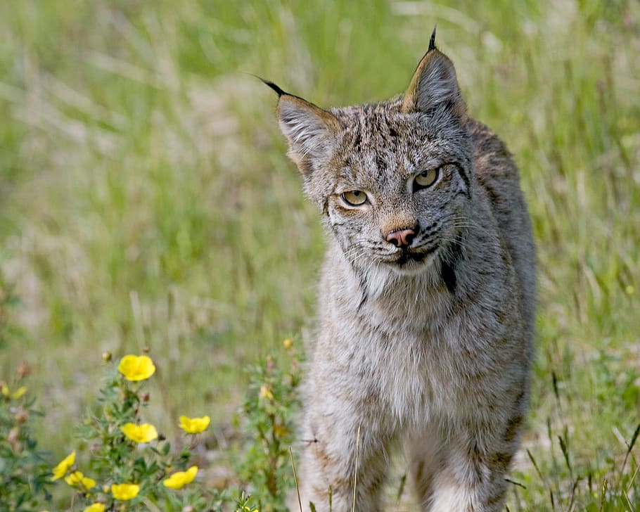 lynx, cat, predator, wild, hunter, feline, outdoors, animal HD wallpaper