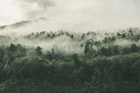 trees covered with fog, nature, weather, new zealand, mist, scenery HD wallpaper