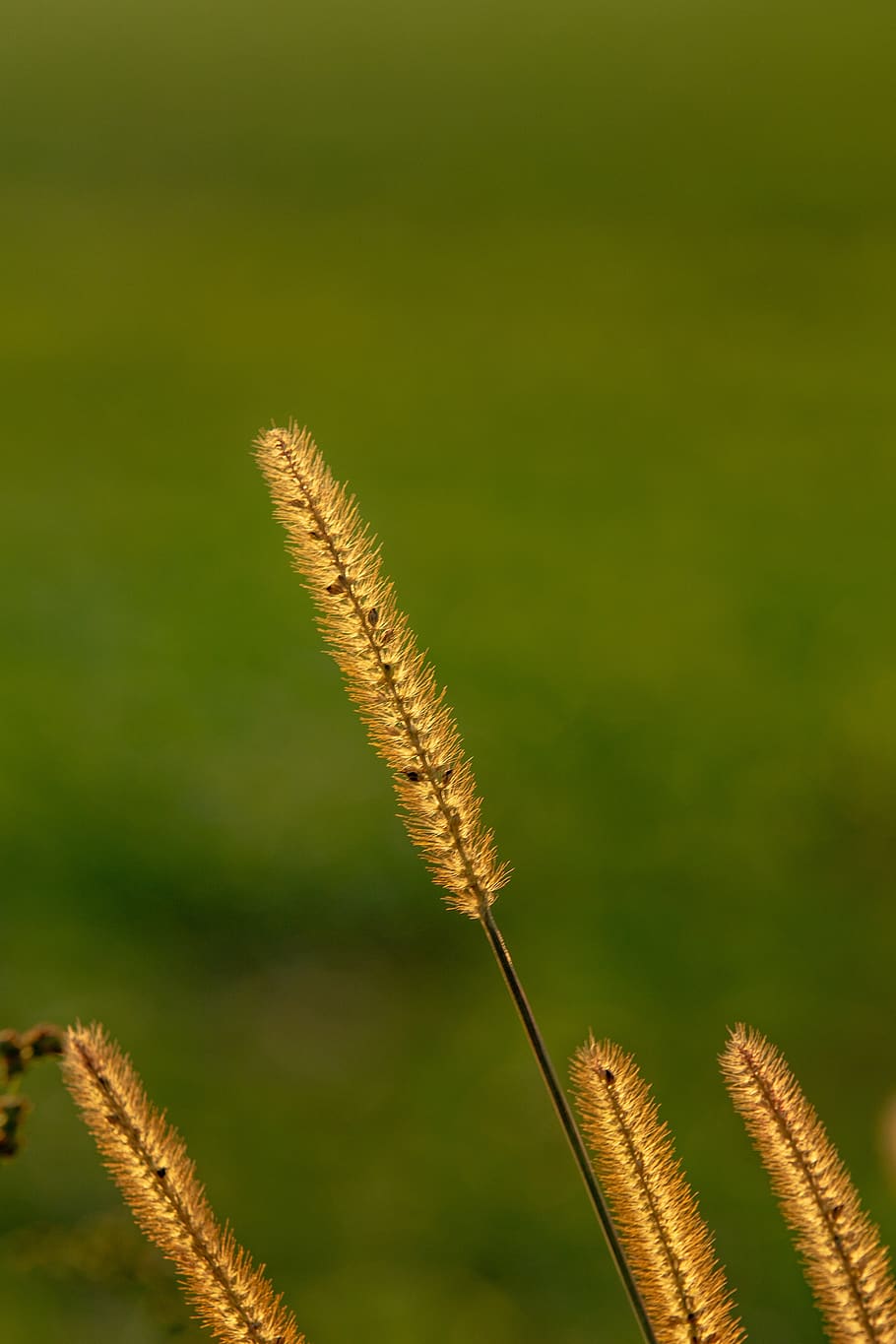 nature, grass, landscape, sunset, rest, field, still, evening HD wallpaper