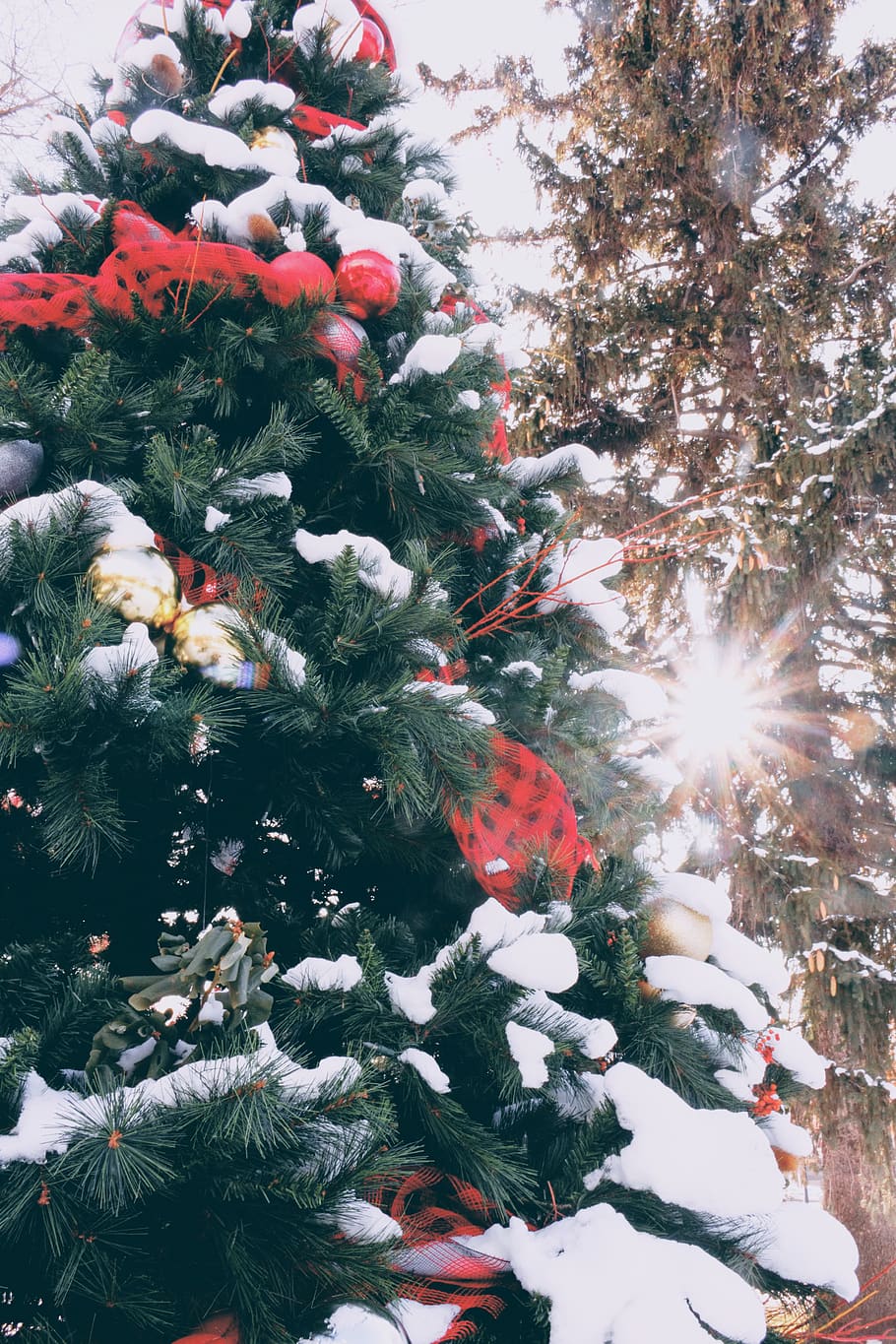 Christmas tree with snow, plant, ornament, pine, conifer, abies HD wallpaper