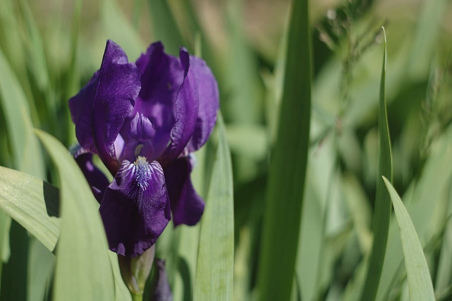 flower, iris, violet, purple, summer, garden, flora, nature HD wallpaper