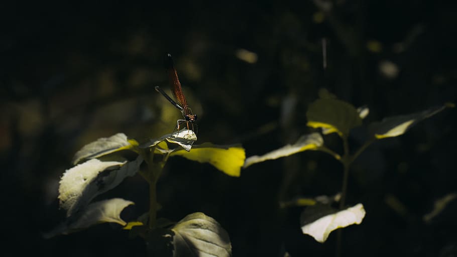 dragonfly, insect, insects, nature, wings, spring, plants, river, HD wallpaper
