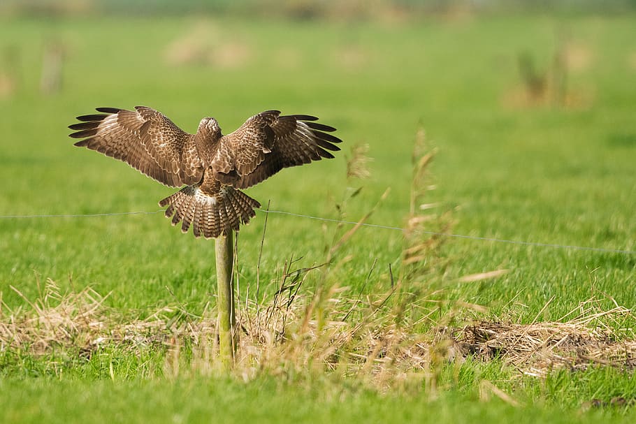 common buzzard, bird, wild, wildlife, landing, flying, flight HD wallpaper
