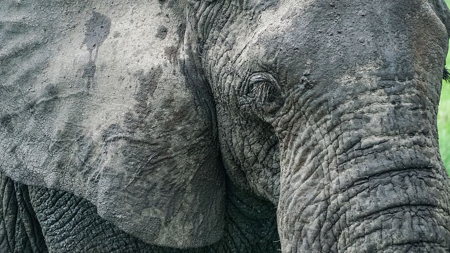 black elephant, wildlife, mammal, animal, tar, zoo, doctor, rhino HD wallpaper