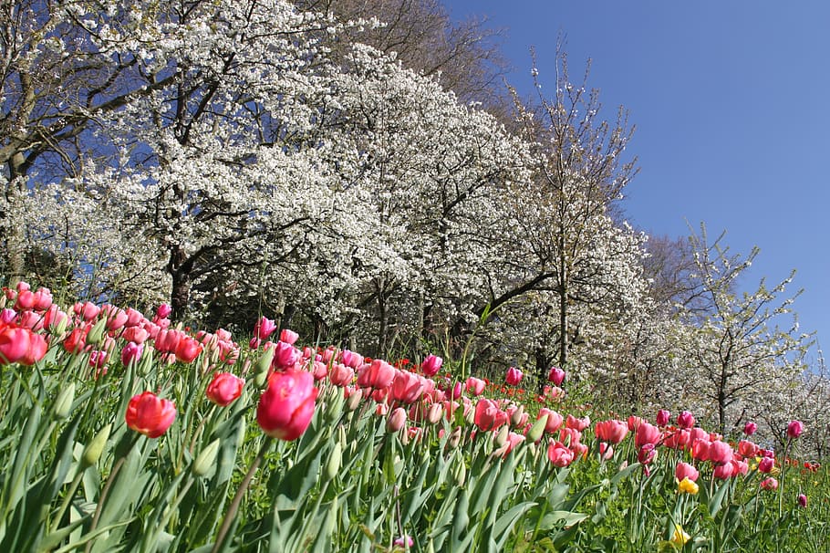 flowers, spring, blossom, bloom, nature, plant, season, garden HD wallpaper