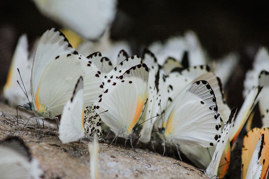 white butterflies on gray surface, butterfly, insect, invertebrate HD wallpaper