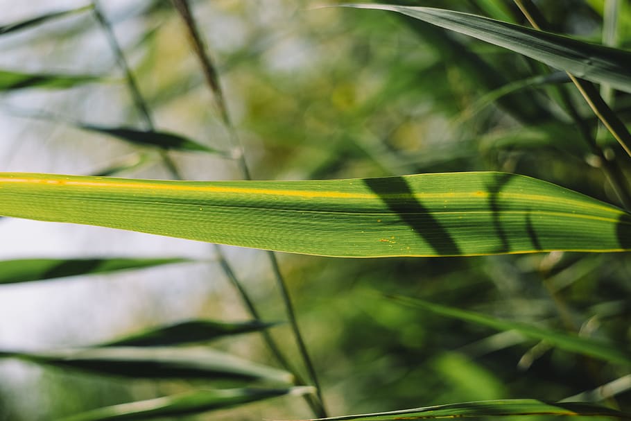 green-leafed plant, green color, close-up, growth, plant part HD wallpaper