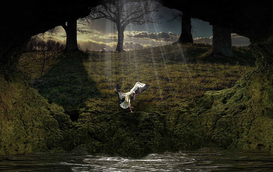 waters, nature, river, landscape, tree, plant, flying, beauty in nature HD wallpaper