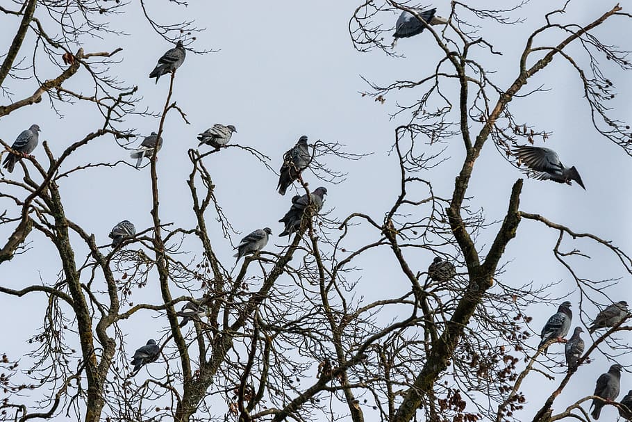 tree, pigeons, bird, nature, animal, animal world, animals in the wild HD wallpaper