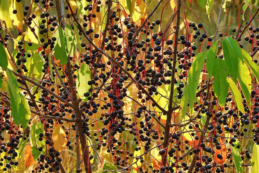plant, fruit, branches, foliage, nature, growth, plant part HD wallpaper