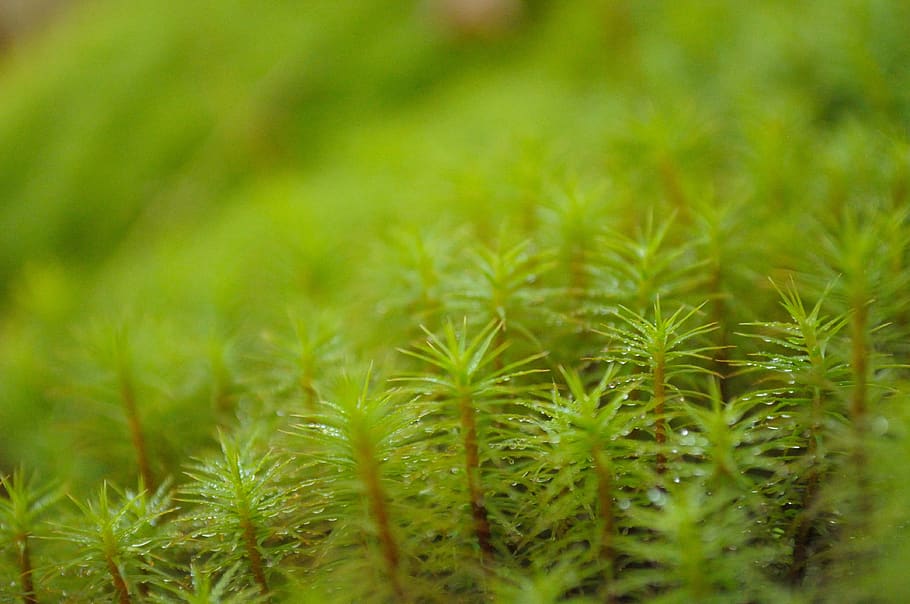 star moss, macro, green, plant, flora, tiny, small, mini, leaf HD wallpaper