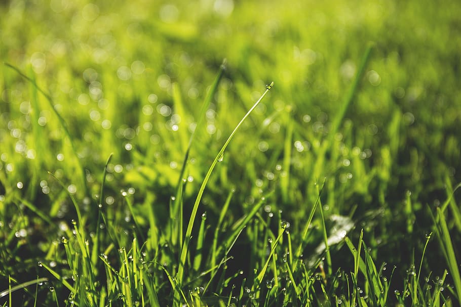 green, grass, yard, field, nature, summer, sunshine, plant HD wallpaper