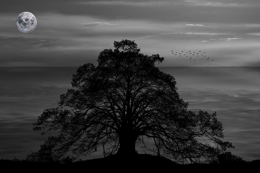 night, darkness, water, the night, silhouette, dramatic, loneliness HD wallpaper