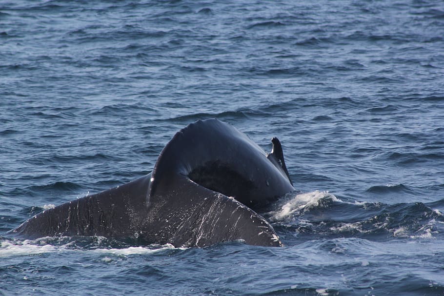 HD wallpaper: whale tail, fluke shot, whale fluke, whale tail 1 6 ...