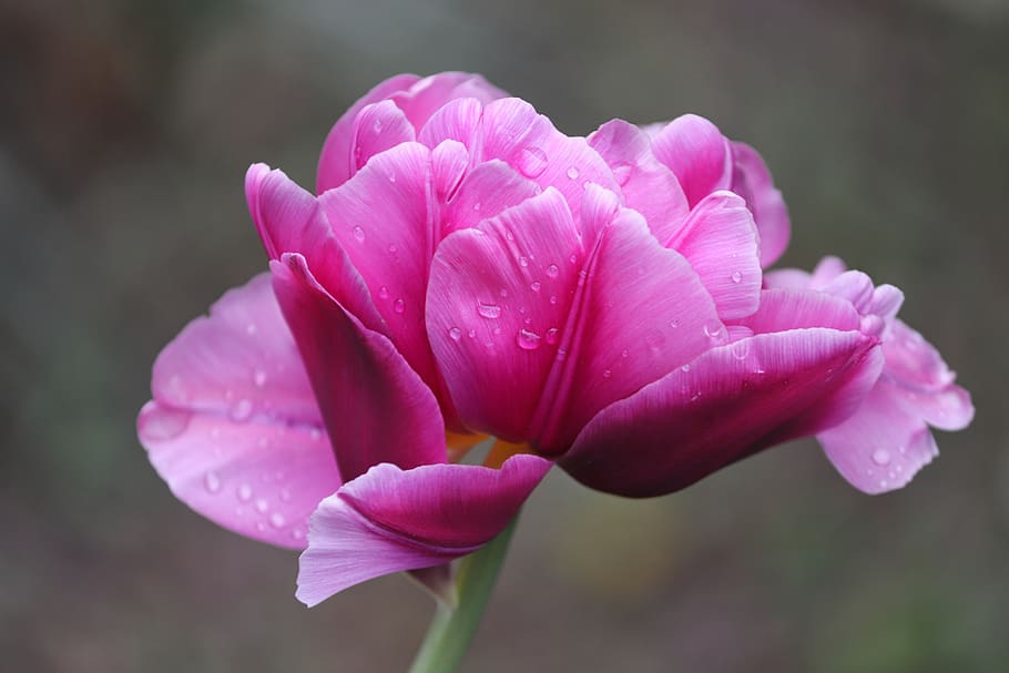 tulip, pink, tulpenbluete, petals, tulipa, flower, mother's day, HD wallpaper