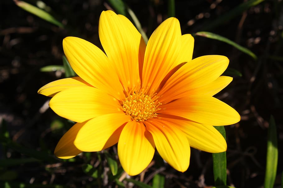 flower, yellow, sunny, flora, nature, natural, bright, colorful HD wallpaper