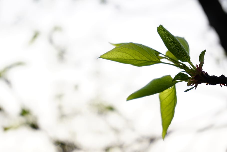 leaf, plant, plant part, green color, tree, nature, close-up HD wallpaper