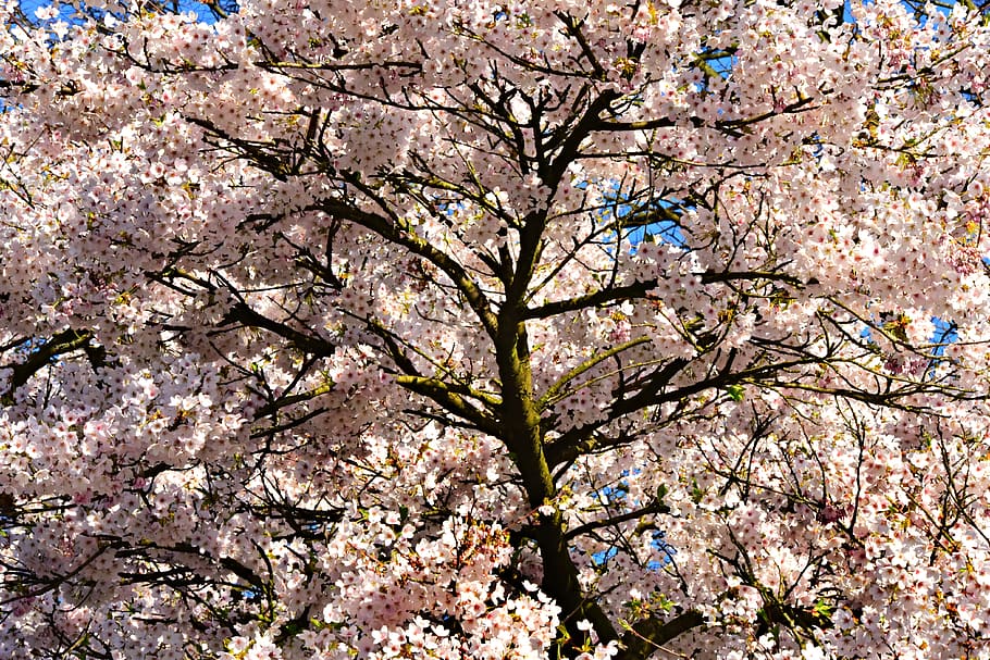 cherry blossom, flower, tree, trunk, branch, spring, japanese HD wallpaper