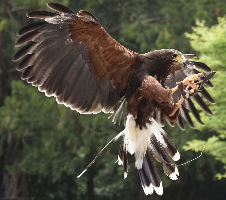hawk, landing, wings, timing, tree, forest, claws, schnabel HD wallpaper