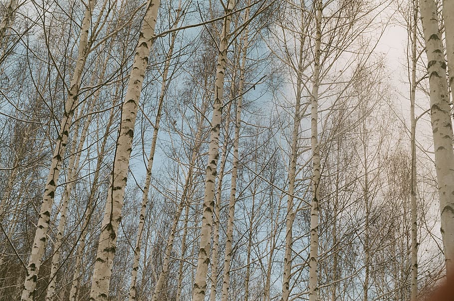 tree, film, plant, branch, bare tree, tranquility, nature, forest HD wallpaper