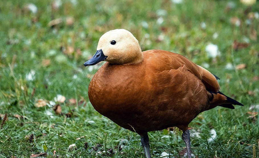 rust goose, bird, poultry, animal, animal world, water bird HD wallpaper