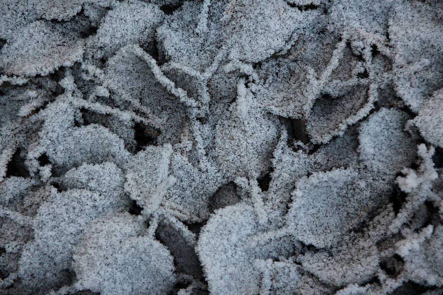 leaves, snow, cold, ice, nature, winter, landscape, background HD wallpaper