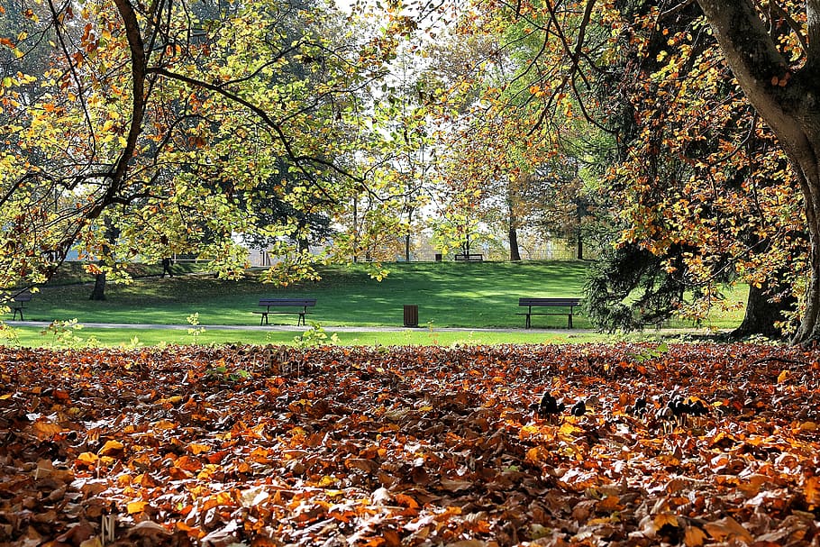france, vichy, autumn, tree, change, plant, leaf, plant part HD wallpaper