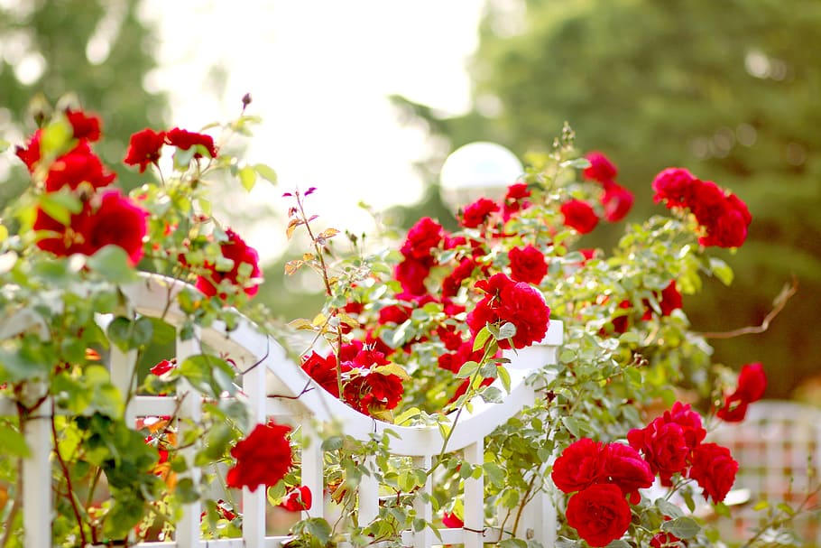 rose, red, flower, bright, beautiful, plants, may, spring, flowering plant HD wallpaper