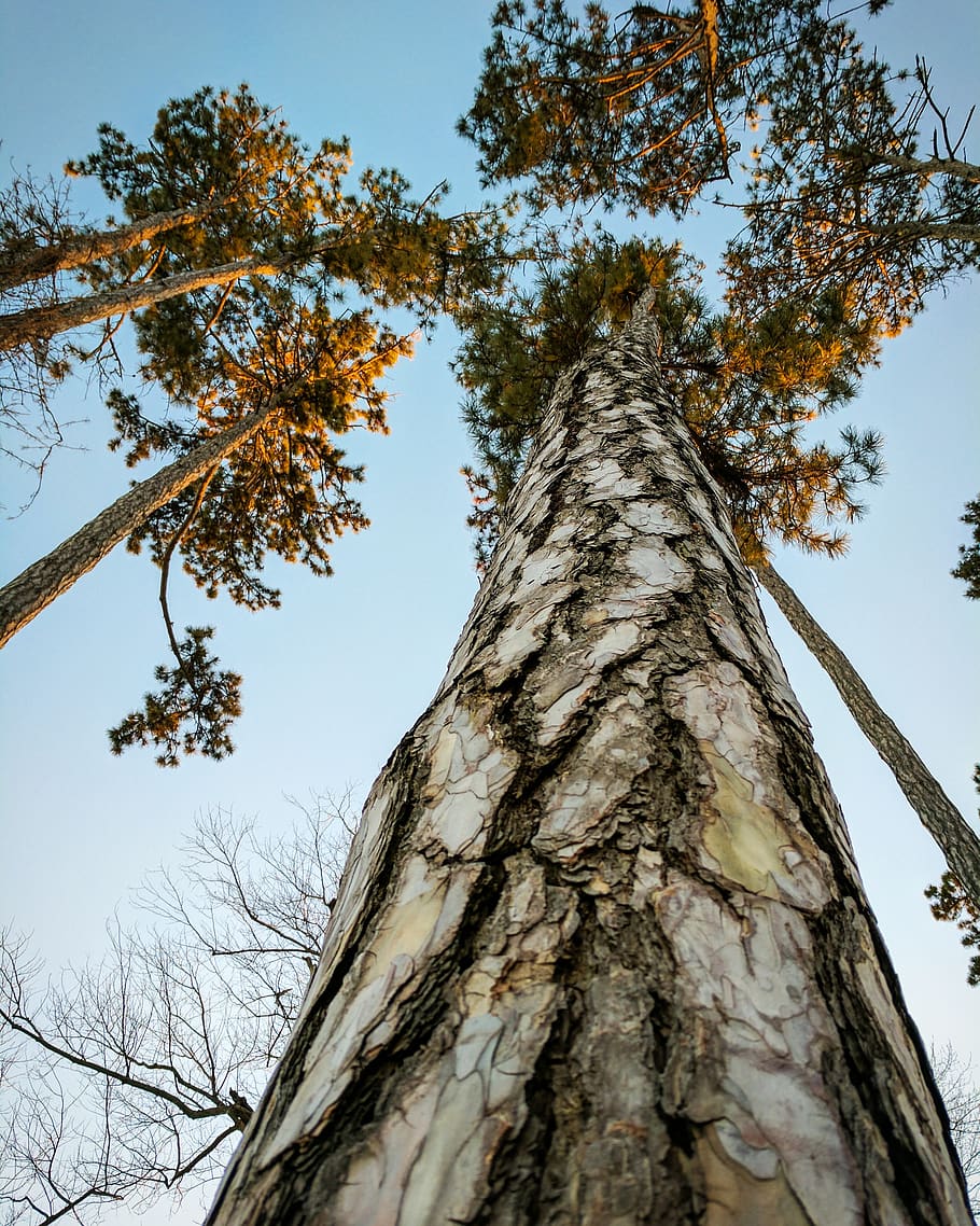 trees, sky, plant, tree trunk, low angle view, growth, nature HD wallpaper