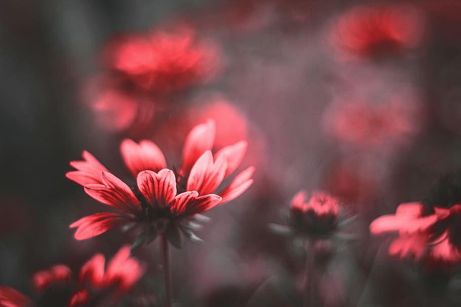 Close-Up Photography of Flower, beautiful, bloom, blooming, blur