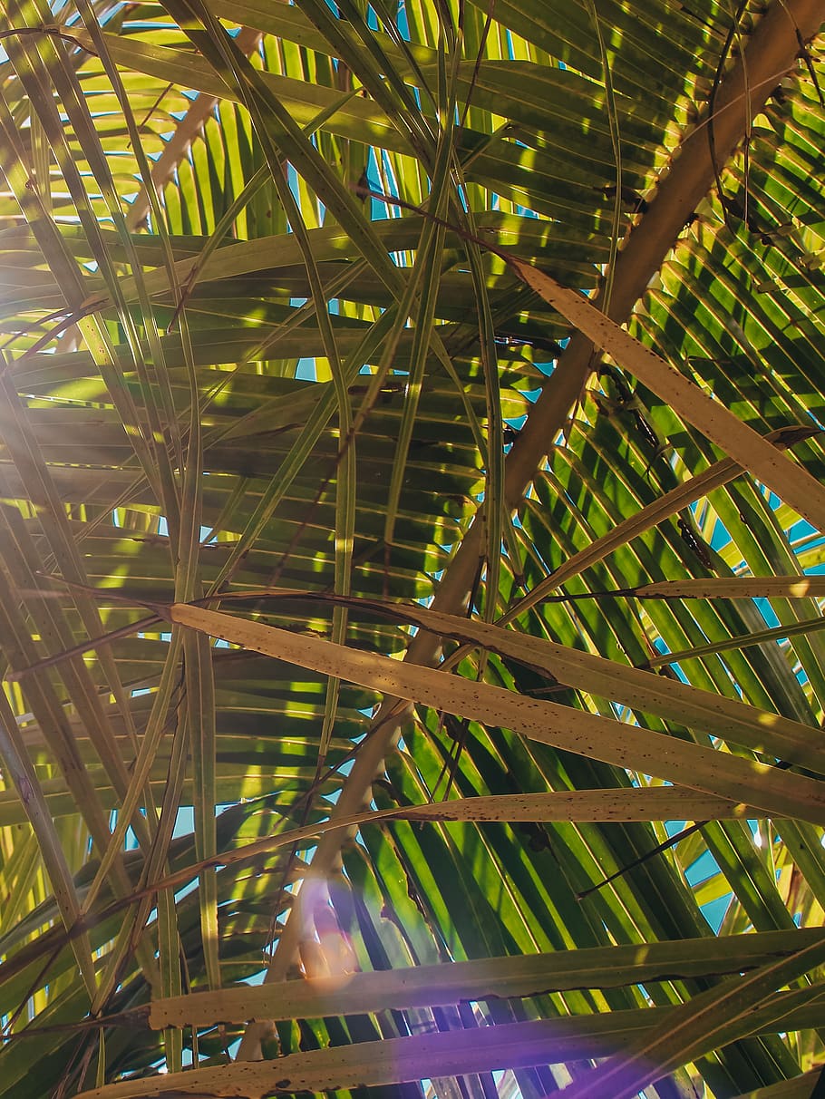 Green Palm Tree, bright, color, daylight, design, dry leaves HD wallpaper