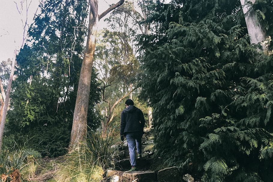 forest, trees, wild, hiking, plant, real people, rear view HD wallpaper