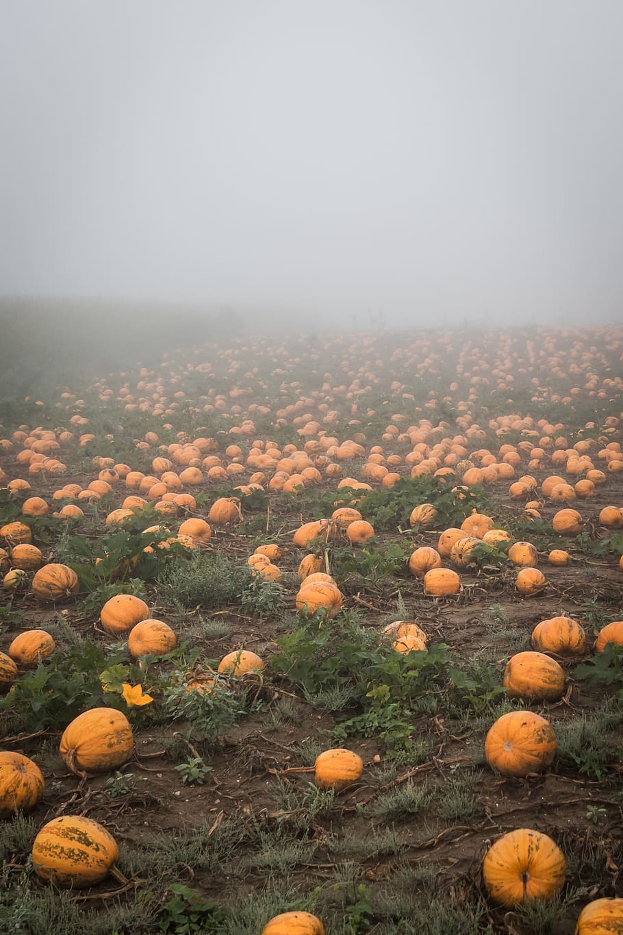 orange pumpkin planted on field, flora, food, vegetable, squash HD wallpaper