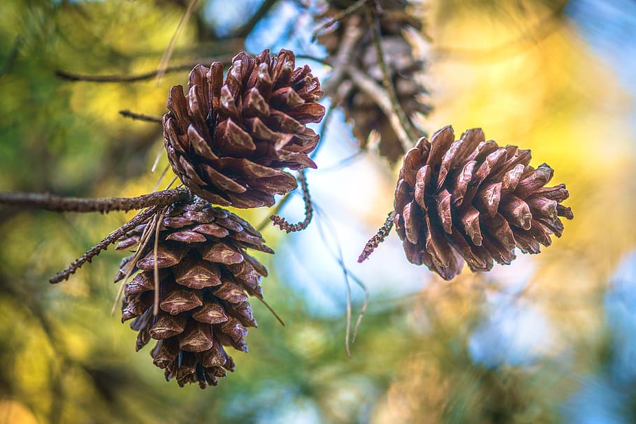 pine nuts, nature, forest, landscape, pine cone, close-up, plant HD wallpaper