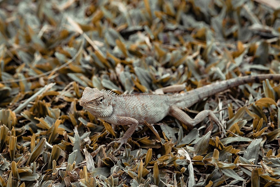 iguana-animal-top-cool.jpg