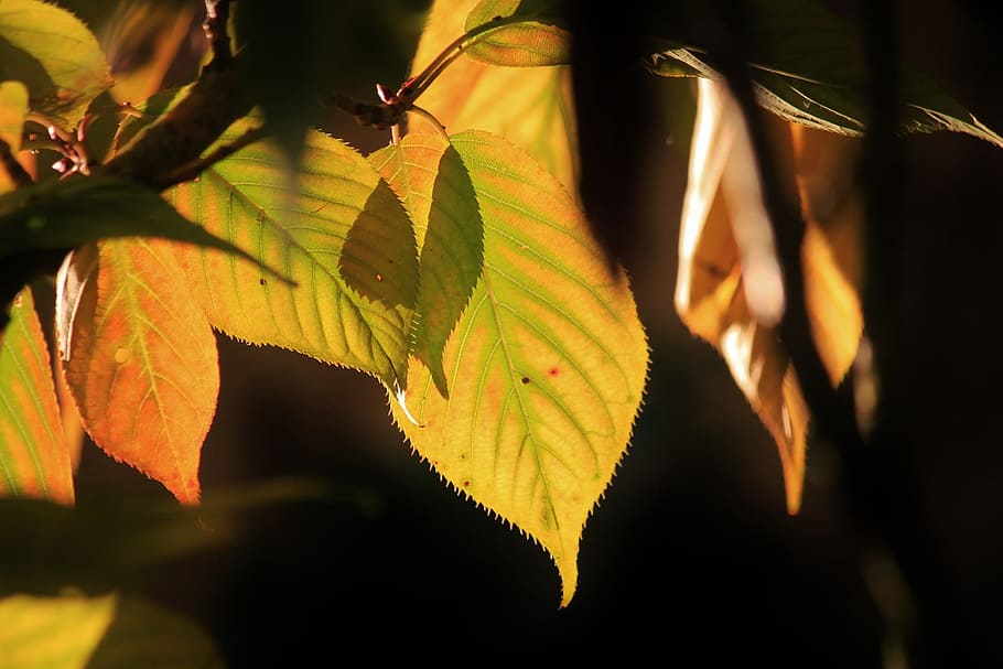 plant, tree, nature, leaf, green, plant part, growth, sunlight HD wallpaper