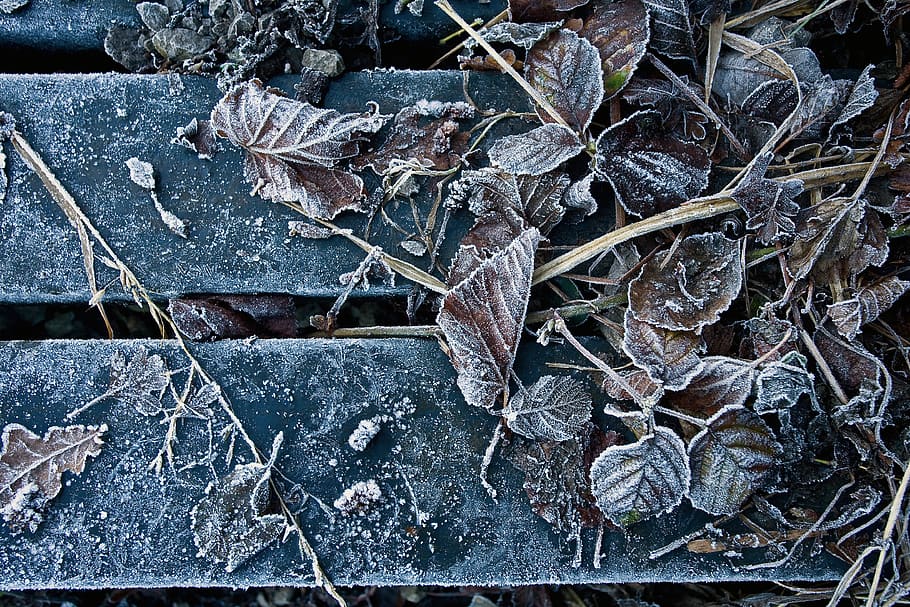 frozen, leaf, nature, winter, cold, leaves, frost, ice, icy HD wallpaper