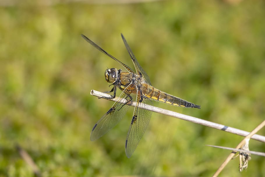 dragonfly, nature, beetle, animal themes, animals in the wild HD wallpaper