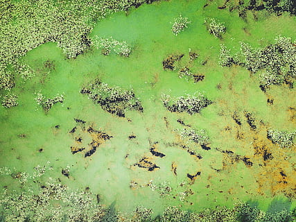 aerial view of body of water, lake, algae, algae bloom, growing HD wallpaper