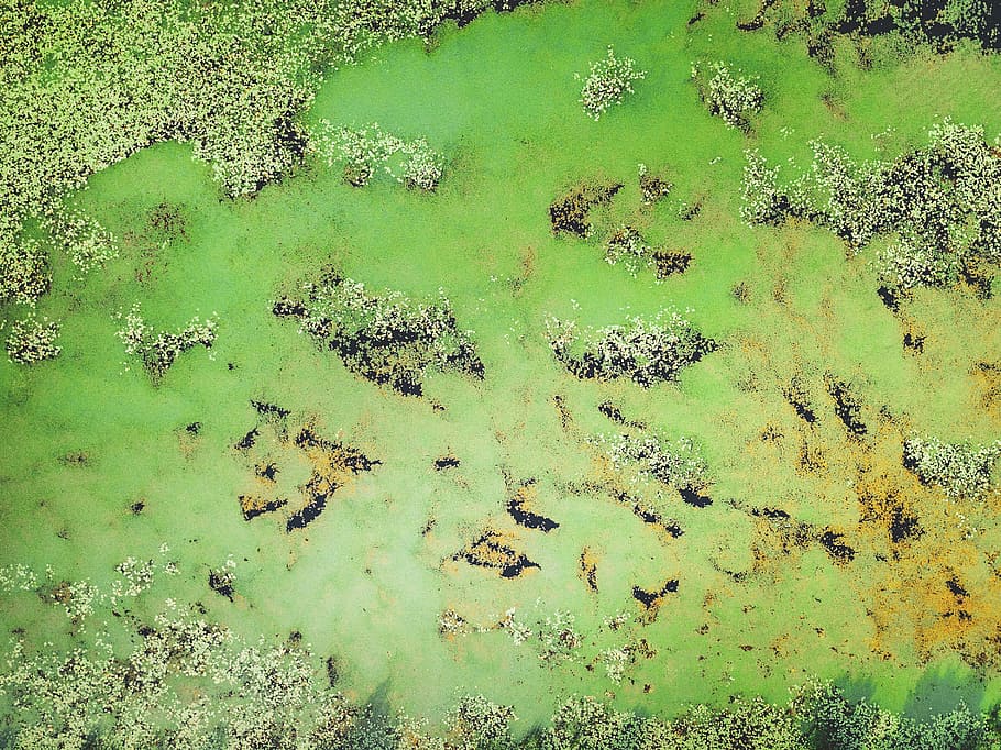 aerial view of body of water, lake, algae, algae bloom, growing HD wallpaper