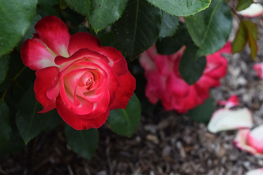 rose, passion, red, flower, flowering plant, beauty in nature HD wallpaper