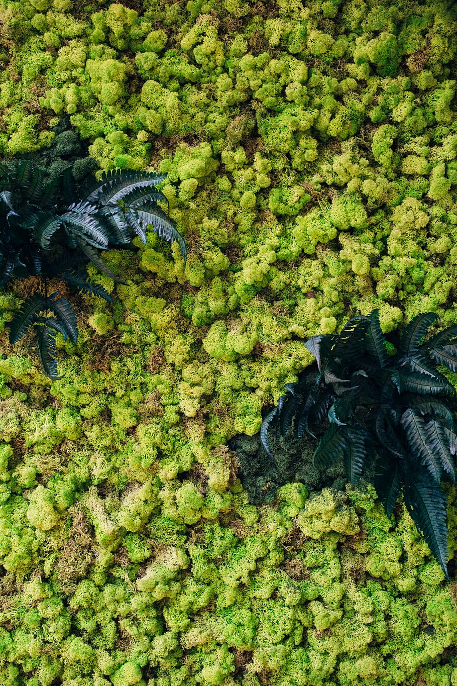green leafed plants, animal, animal themes, animal wildlife, animals in the wild HD wallpaper