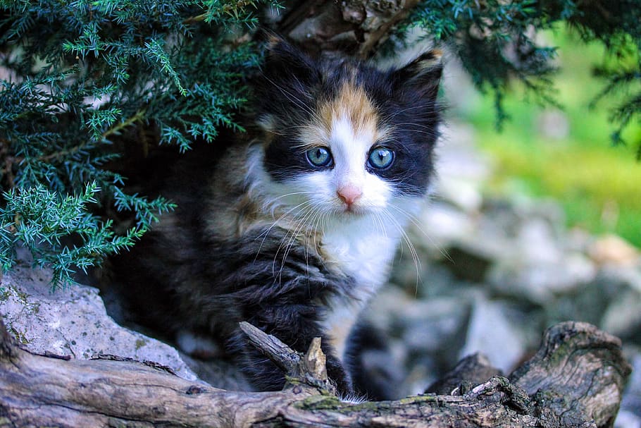 kitten, cat, kitty, cute, feline, pet, fauna, player, domestic cat HD wallpaper