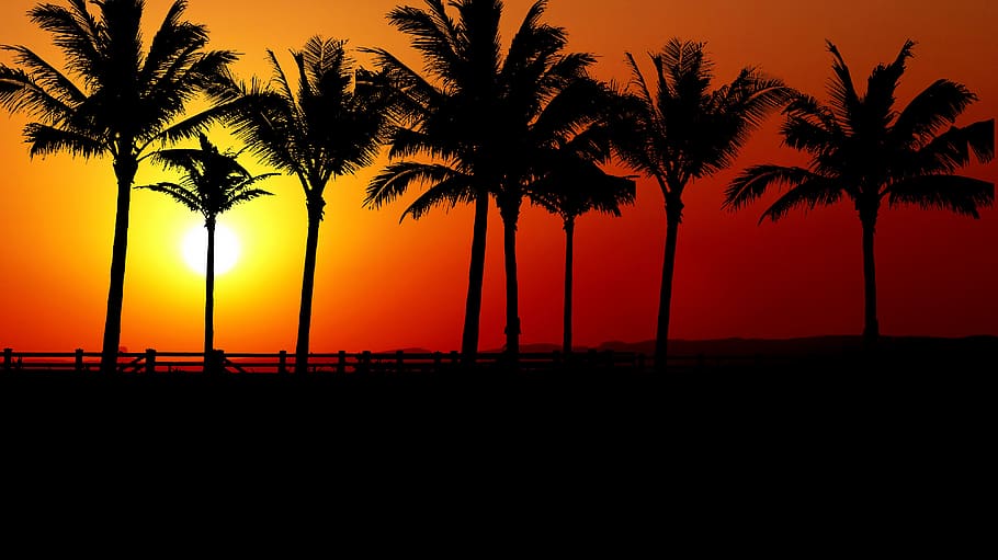 sunset, palm trees, promenade, sky, holiday, romantic, landscape HD wallpaper