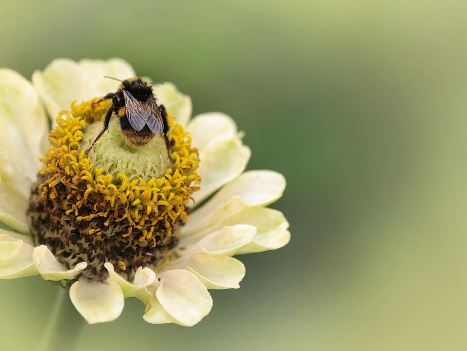 bumblebee, yellow, insect, flower, nature, garden, wildlife HD wallpaper