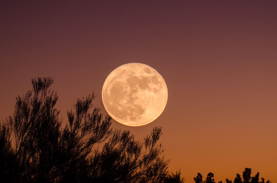 sky, tree, plant, silhouette, moon, night, geometric shape HD wallpaper