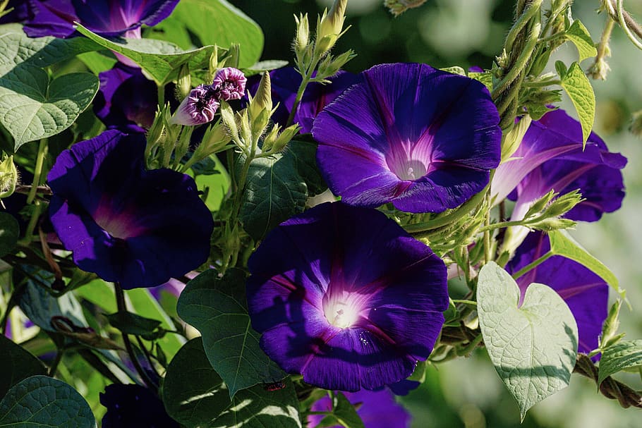 superb thread, violet, climber plant, morning glory, bright HD wallpaper